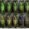 pol icarus pupa9 volg1